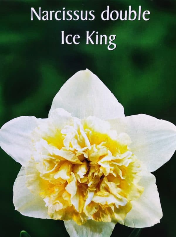 Νάρκισσος Double Ice King ΒΟΛΒΟΙ ΛΟΥΛΟΥΔΙΩΝ ΦΘΙΝΟΠΩΡΙΝΗΣ ΦΥΤΕΥΣΗΣ Γεωπονικό Κέντρο Κήπου