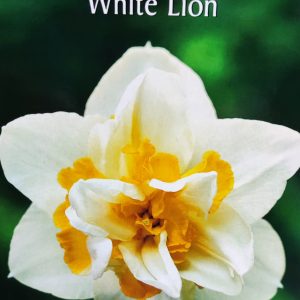 Νάρκισσος Double White Lion ΒΟΛΒΟΙ ΛΟΥΛΟΥΔΙΩΝ ΦΘΙΝΟΠΩΡΙΝΗΣ ΦΥΤΕΥΣΗΣ Γεωπονικό Κέντρο Κήπου