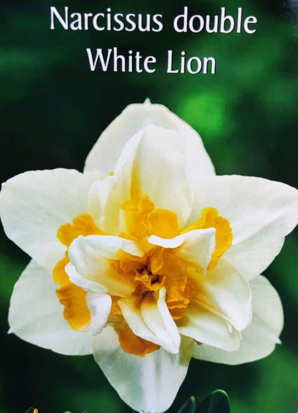 Νάρκισσος Double White Lion ΒΟΛΒΟΙ ΛΟΥΛΟΥΔΙΩΝ ΦΘΙΝΟΠΩΡΙΝΗΣ ΦΥΤΕΥΣΗΣ Γεωπονικό Κέντρο Κήπου