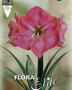 Κάλλα Zantedeschia red 816130 ΒΟΛΒΟΙ ΛΟΥΛΟΥΔΙΩΝ ΑΝΟΙΞΙΑΤΙΚΗΣ ΦΥΤΕΥΣΗΣ Γεωπονικό Κέντρο Κήπου