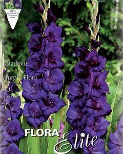 Γλαδιόλα Purple Flora 785481 ΒΟΛΒΟΙ ΛΟΥΛΟΥΔΙΩΝ ΑΝΟΙΞΙΑΤΙΚΗΣ ΦΥΤΕΥΣΗΣ Γεωπονικό Κέντρο Κήπου