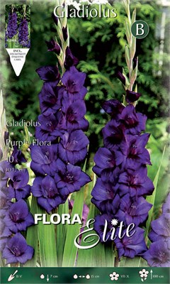 Γλαδιόλα Purple Flora 785481 ΒΟΛΒΟΙ ΛΟΥΛΟΥΔΙΩΝ ΑΝΟΙΞΙΑΤΙΚΗΣ ΦΥΤΕΥΣΗΣ Γεωπονικό Κέντρο Κήπου