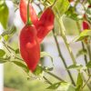 Πιπεριά καυτερή (Habanero) Γλάστρα 2ΛΤ ΒΙΟ ΚΗΠΕΥΤΙΚΑ ΒΙΟΛΟΓΙΚΑ Γεωπονικό Κέντρο Κήπου