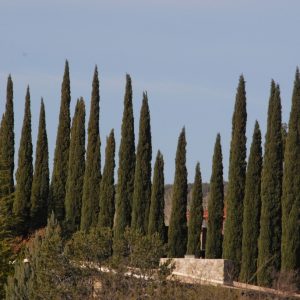 Κυπαρίσσι Τοτέμ ΚΩΝΟΦΟΡΑ Γεωπονικό Κέντρο Κήπου