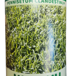 Σπόρος (Festuca arundinacea) 1 Kg ΣΠΟΡΟΙ ΓΚΑΖΟΝ Γεωπονικό Κέντρο Κήπου