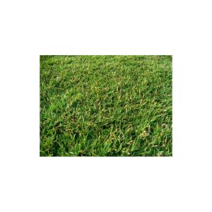 Σπόρος (Festuca arundinacea) 1 Kg ΣΠΟΡΟΙ ΓΚΑΖΟΝ Γεωπονικό Κέντρο Κήπου