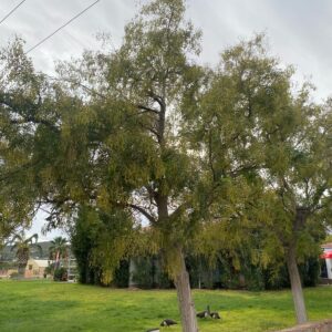 Σοφόρα ΦΥΛΛΟΒΟΛΑ ΔΕΝΔΡΑ Γεωπονικό Κέντρο Κήπου
