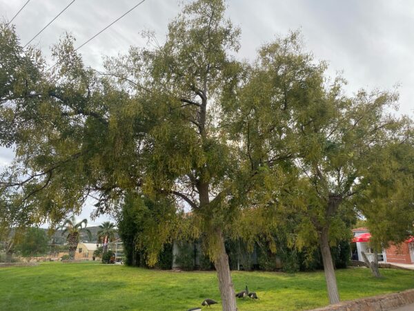 Σοφόρα ΦΥΛΛΟΒΟΛΑ ΔΕΝΔΡΑ Γεωπονικό Κέντρο Κήπου