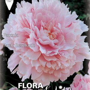 Πεόνια Sarah Bernhardt 846373 ΒΟΛΒΟΙ ΛΟΥΛΟΥΔΙΩΝ ΑΝΟΙΞΙΑΤΙΚΗΣ ΦΥΤΕΥΣΗΣ Γεωπονικό Κέντρο Κήπου