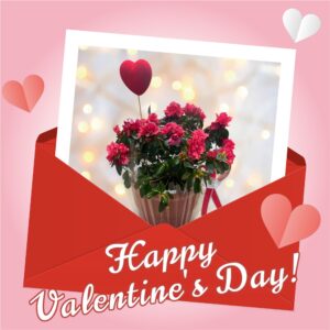 Αζαλέα σε κασπώ Valentine's Day Γεωπονικό Κέντρο Κήπου