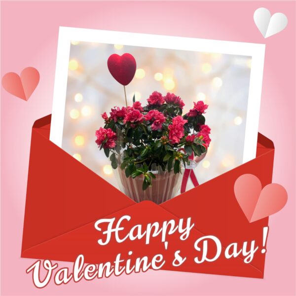 Αζαλέα σε κασπώ Valentine's Day Γεωπονικό Κέντρο Κήπου
