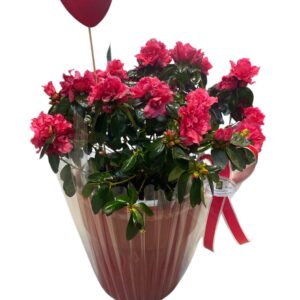 Αζαλέα σε κασπώ Valentine's Day Γεωπονικό Κέντρο Κήπου