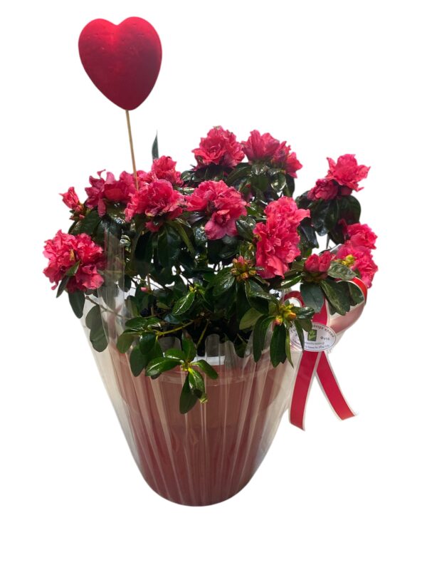 Αζαλέα σε κασπώ Valentine's Day Γεωπονικό Κέντρο Κήπου