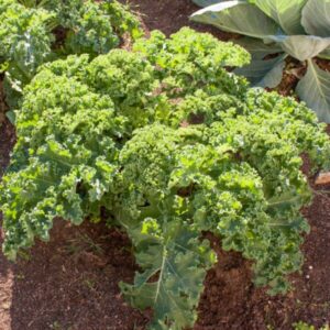 kale