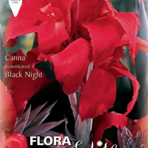 Κάννα black night 819773